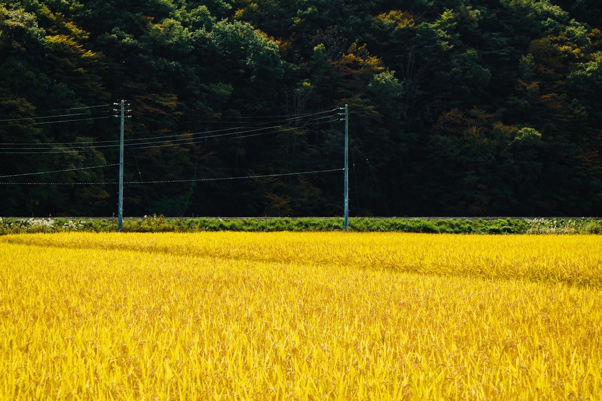農地・山林に電気を引くといくら? — 就農前に知る引き込み工事の費用実例・手順・契約の選び方2026